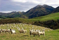 Шерсть новозеландских овец  альпака